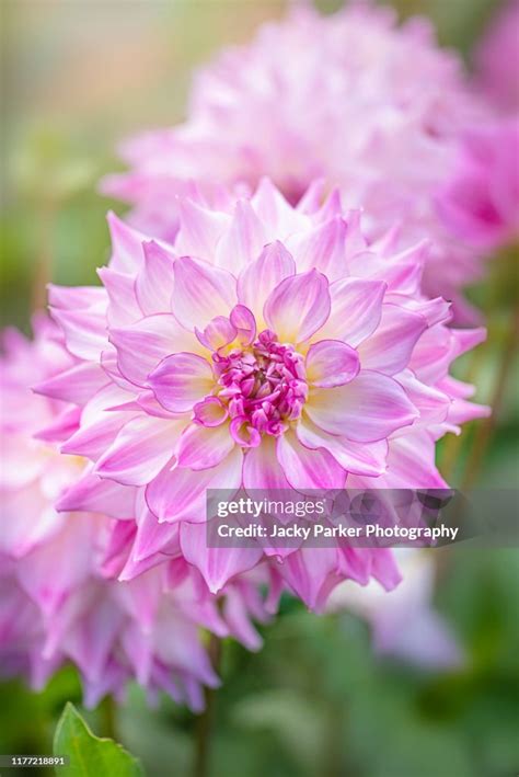 Closeup Image Of The Beautiful Summer Flowering Pink Decorative Dahlia