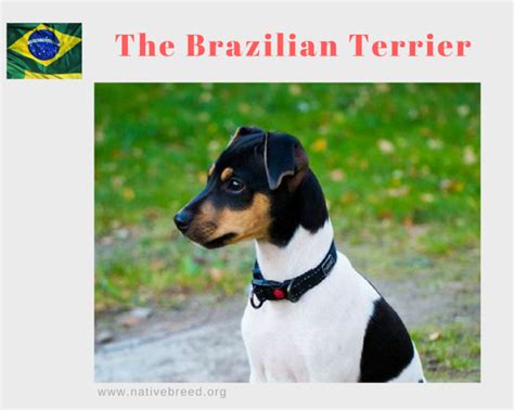 The Brazilian Terrier - Native Breed.org