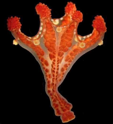 Staurozoa Haliclystus Californiensis Stalked Jellyfish Sea Creatures