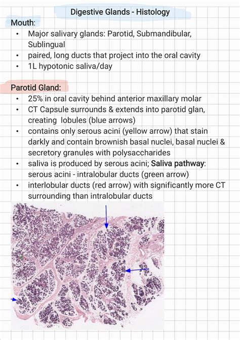 Digestive Glands Histology 230504 184539 - Human Anatomy and Histology - Studocu