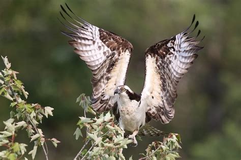 Meet the Osprey Bird: Sea Hawk of the Sky - Birds and Blooms