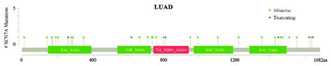 Somatic Mutation Landscape Of Scn A In Lung Adenocarcinoma Luad Cells