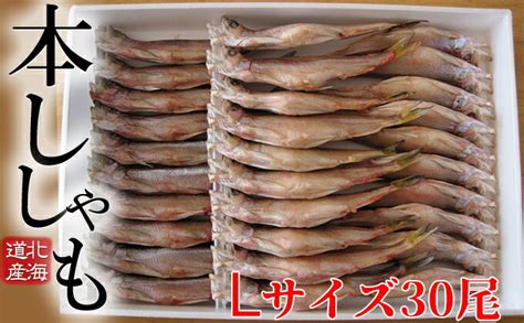 【楽天市場】【ふるさと納税】北海道産 ししゃもl30尾セット 魚介類 ししゃも 魚 海鮮 海の幸 北海道 日高 本ししゃも Lサイズ オス