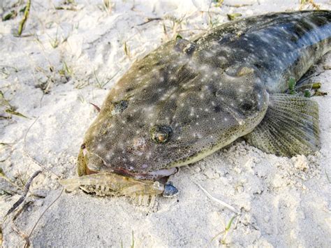 Dusky Flathead Hot Spots Hooked Up Magazine