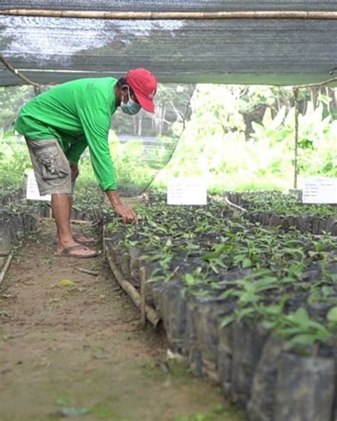 Manfaatkan Hutan Sosial Para Petani Kembangkan Vanili