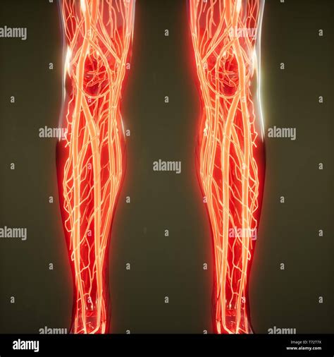 Los vasos sanguíneos del cuerpo humano Fotografía de stock Alamy