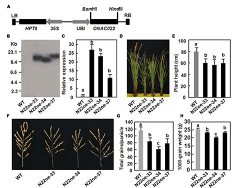 Overexpression Of A Stress Responsive Nac Transcription Factor Gene