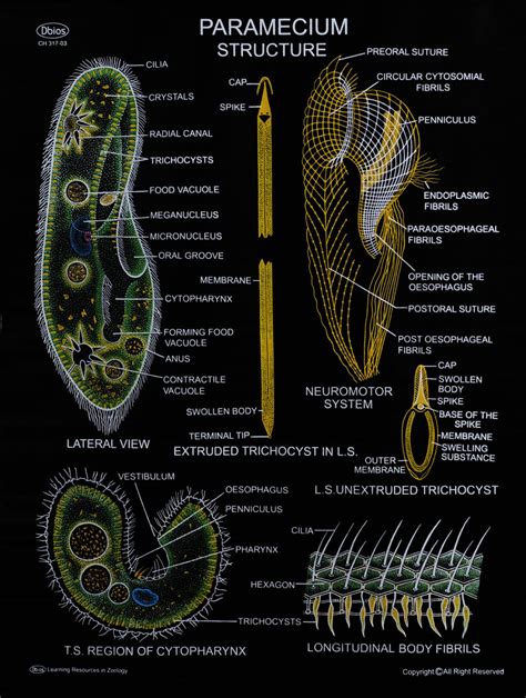 Protozoa Dbios Charts