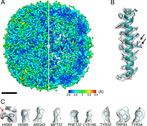 Global Estimated Resolution Cryo Em Map Of Mouse Heavy Chain