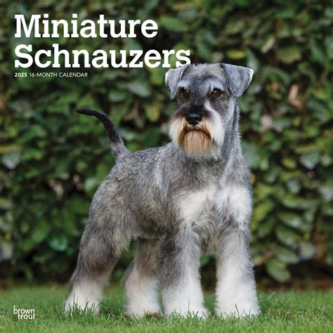 Miniature Schnauzers X Inch Monthly Square Wall Calendar