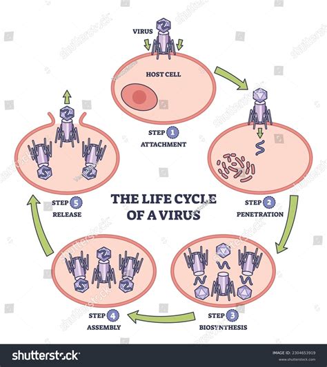 Influenza Virus Life Cycle