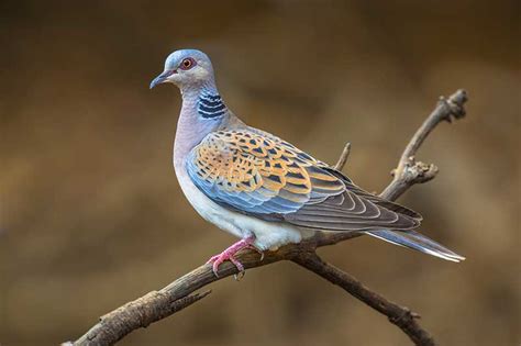 Turtle Dove Bird Identification Guide Bird Spot