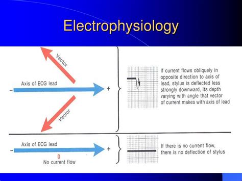 Ppt Electrical Events Of The Cardiac Cycle Electrophysiology