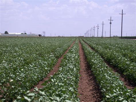 Texas Crop Weather For Sept 7 2011 AgriLife Today