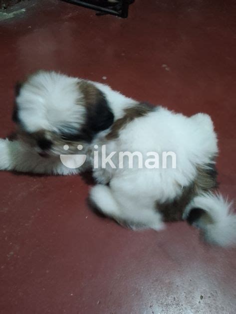 Shih Tzu Female Puppy For Sale In Wattala Ikman