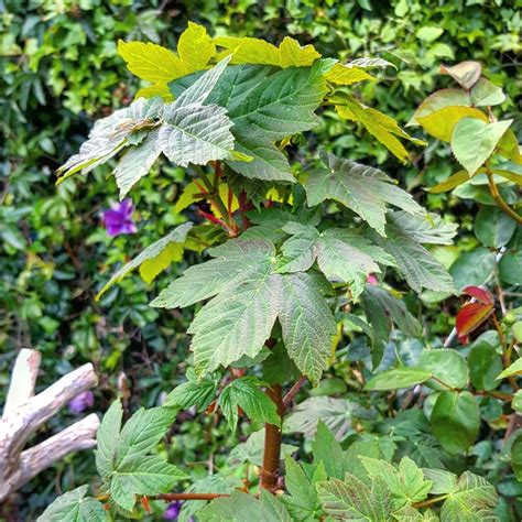 Acer Pseudoplatanus Sycamore In Gardentags Plant Encyclopedia