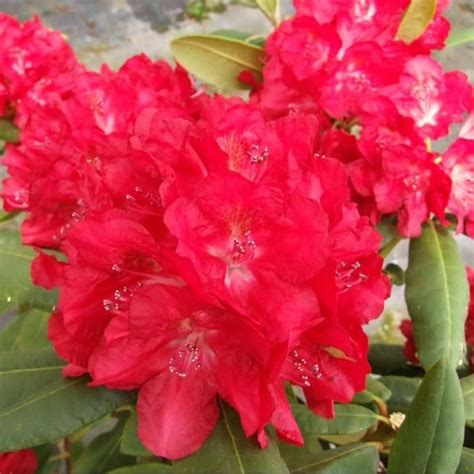 Рододендрон Бусукі (Busuki) | Садовий центр Тетянин Сад