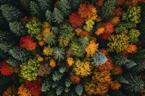 Aerial View Of Dense Forest With Abundant Trees And Lush Canopy A Bird