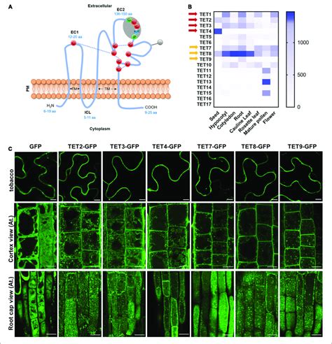 Tetraspanin Tet Expression Patterns And Subcellular Localization