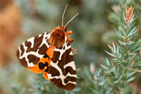 Garden Tiger Moth Identification Habitats And Life Cycle