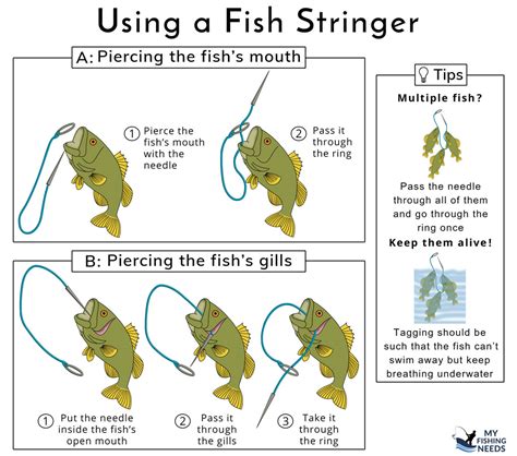 4 of the Best Fish Stringers and How to Use the Common Types