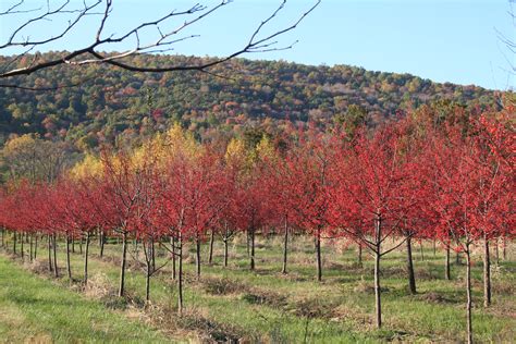 Crabapple Tree In Fall