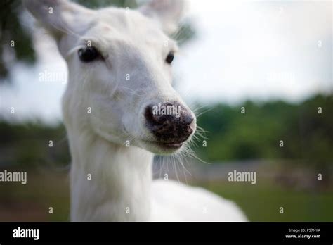 Portrait of a leucistic white-tailed deer Stock Photo - Alamy