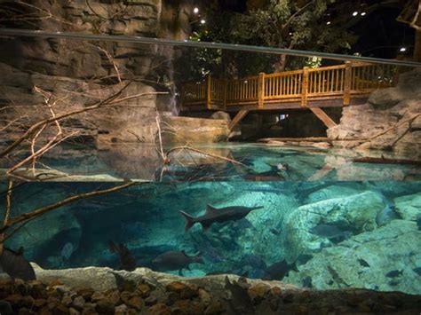 Wonders Of Wildlife Aquarium And Museum Debuts This Week