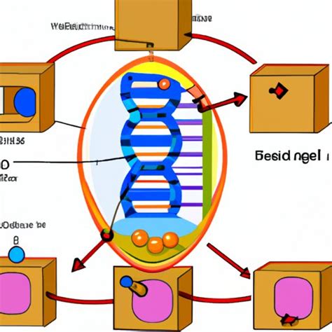 Exploring How DNA Fits Inside The Cell Nucleus The Enlightened Mindset