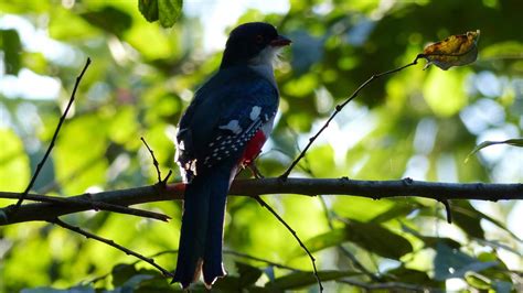 Cuban Trogon | MarkEisingBirding