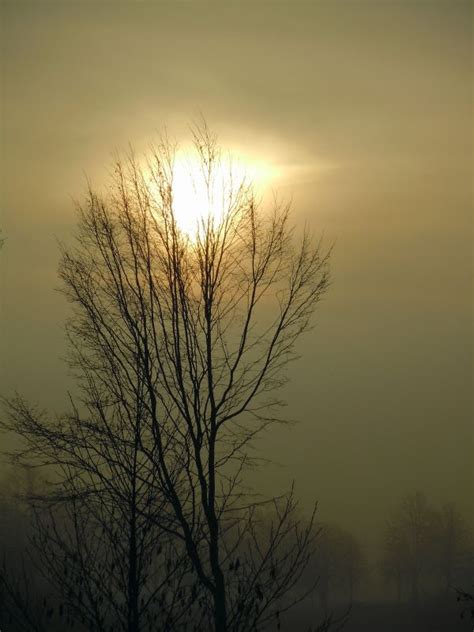 Free Images Horizon Swamp Branch Light Cloud Sky Fog Sunrise