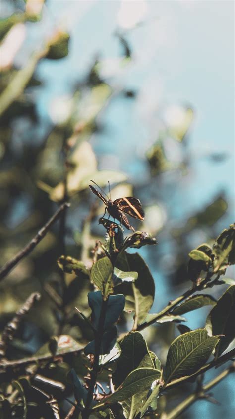 A Dragonfly Sitting On Top Of A Leafy Tree