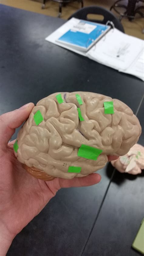 Labs And Anatomy Of The Central And Peripheral Nervous Systems