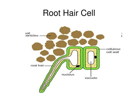 Root Hair Cell Diagram And Function Hairs Structure Stem Upt