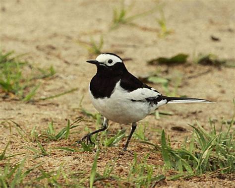 White Wagtail Birdforum Opus Birdforum