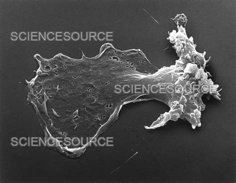 Macrophage SEM Stock Image Science Source Images