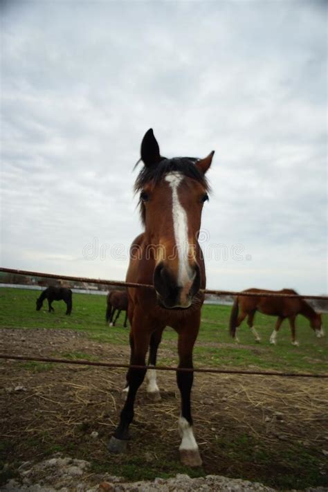 Pasto De Cavalo Marrom Num Campo Num Dia De Primavera Foto De Stock