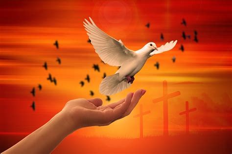 20000 Free Christian Dove And Dove Images Pixabay