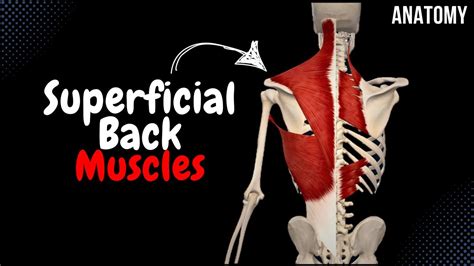 Superficial Back Muscles Division Origin Insertion Function YouTube