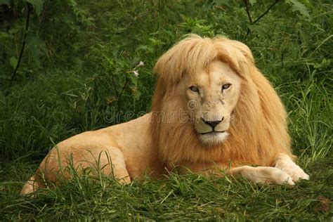 African Lion Sitting in the Grass Stock Image - Image of five, trip ...