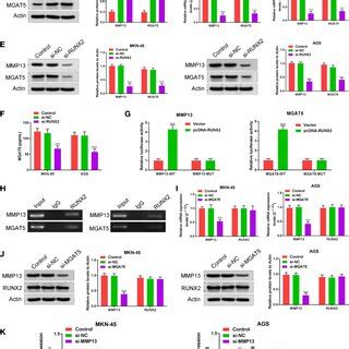 RUNX2 Is A Transcription Factor That Directly Regulates The Expression