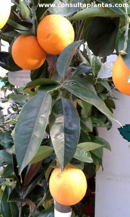 Citrus X Sinensis Or Sweet Orange Care And Growing