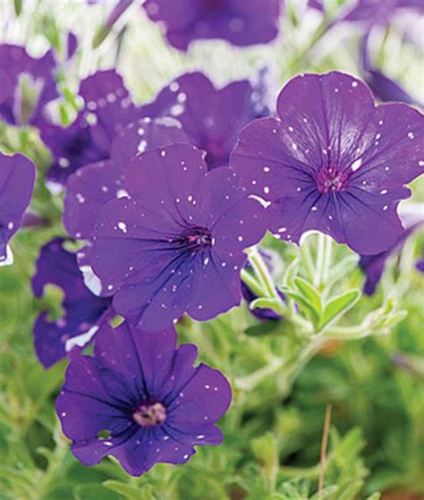 Petunia hybrida Headliner Night Sky | Lucas Greenhouses