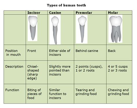 Which Part Of Teeth Is Used For Biting And Cutting - Caridad Denton's Toddler Worksheets