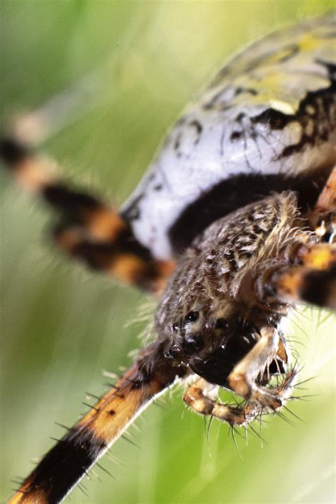 A yellow garden spider in my backyard [OC] I got a bunch of mosquito ...