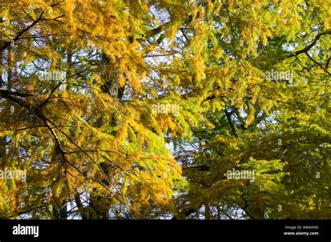 Yellow pine tree Stock Photo - Alamy