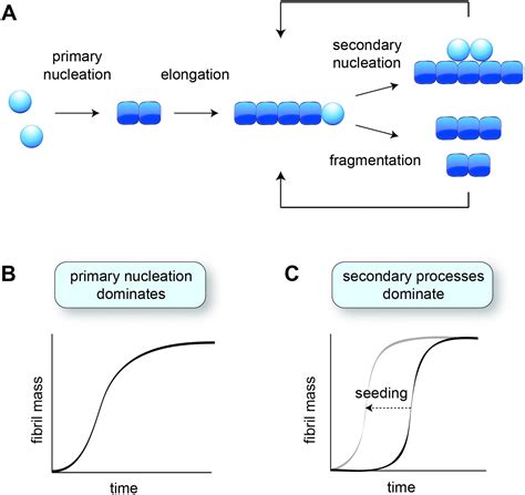 Molecular Mechanisms Of Amyloid Formation In Living Systems Chemical