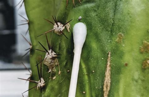 How To Get Rid Of Mealybugs On Your Cactus And Prevent Them From Comin The Mosquito Company