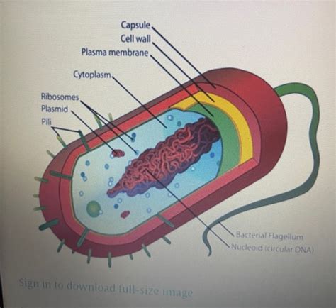 Microbio Ch 3 Flashcards Quizlet