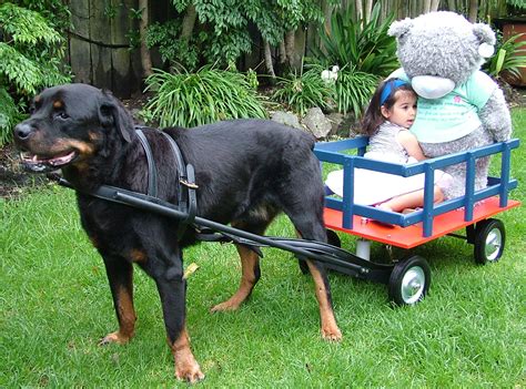 Dog Pulled Wagon | Petlovers NZ Ltd